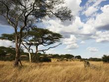 The plains at Faru Faru River Lodge, Grumeti Private Reserve, Tanzania