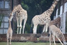 The resident giraffe herd- Giraffe Manor, Nairobi, Kenya