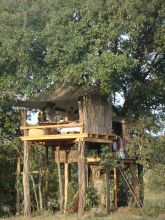 Nest tree house at Ngare Serian Camp, Masai Mara National Reserve, Kenya