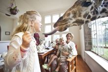 They're very friendly with humans! Giraffe Manor, Nairobi, Kenya