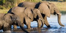 Thorntree River Lodge Elephants