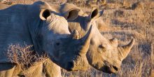 Motswari Game Lodge - White Rhino