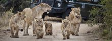 A game drive encounters a pride of lions with many adolescents at Londolozi Varty Camp, Sabi Sands Game Reserve, South Africa