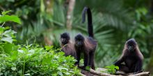 Turaco Treetops - Chimps