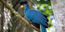 Turaco Treetops - Turaco 