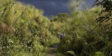 Turaco Treetops - Swamp Walk