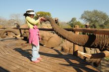 Meeting an elephant at The Elephant Camp, Victoria Falls, Zimbabwe