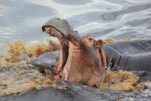 Hippo at Xakanaxa Camp, Moremi Game Reserve, Botswana (V. Patel)