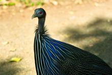 Vulture guineafowl at Arumeru River Lodge, Arusha, Tanzania