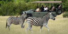 Game drive with zebras, Little Vumbura, Okavango Delta, Botswana © Dana Allen