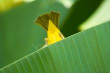 Weaver bird at Arumeru River Lodge, Arusha, Tanzania