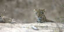 Sarara, Mathews Range, Kenya