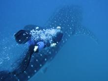 Whale shark- Rocktail Beach Camp, KwaZulu-Natal, South Africa Â© Dana Allen