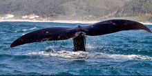 Whale watching capital of the world