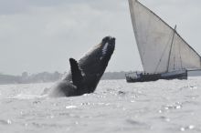 A whale breaching by a sailboat at Fumba Beach Lodge, Zanzibar, Tanzania