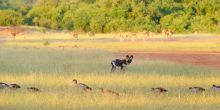 Royal Zambezi Lodge, Lower Zambezi National Park, Zambia