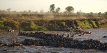 Migration river crossings