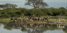 Chitabe Lediba Camp, Moremi Game Reserve, Botswana