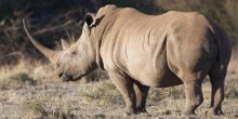 Royal Madikwe, Madikwe Game Reserve, South Africa