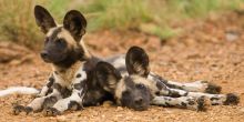 Royal Madikwe, Madikwe Game Reserve, South Africa