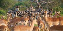 Simbavati River Lodge, Timbavati Game Reserve, South Africa