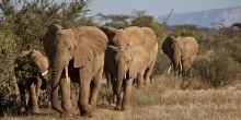 Sasaab, Samburu National Reserve, Kenya