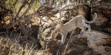 Sasaab, Samburu National Reserve, Kenya