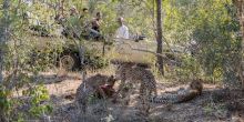 Arathusa Safari Lodge, Sabi Sands Game Reserve, South Africa