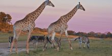 Arathusa Safari Lodge, Sabi Sands Game Reserve, South Africa