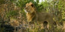 Ol Donyo Lodge, Chyulu Hills, Kenya