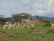 Zebra at Cottar's Camp