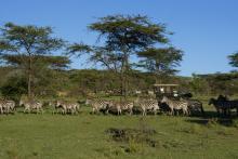 Zebras seen on a game drive at Kleins Camp, Serengeti National Park, Tanzania Â© AndBeyond