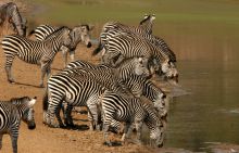 Zebras at watering hole at Mwamba Bush Camp, South Luangwa National Park, Zambia